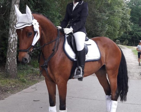 horse Queen of Roses (Hanoverian, 2012)