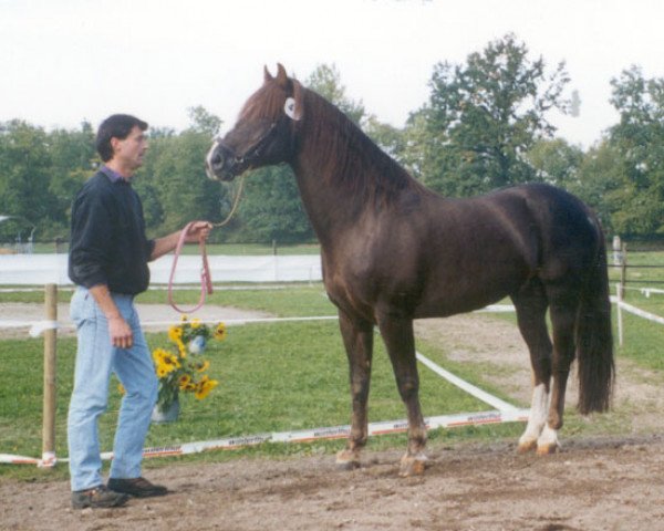 Deckhengst Calif (Freiberger, 1987, von Cojack)