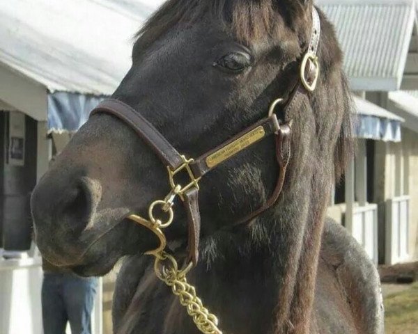 horse Kentucky Bluegrass xx (Thoroughbred, 2018, from American Pharoah xx)