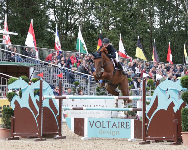 Springpferd SAM 1116 (Hannoveraner, 2013, von Sampras)