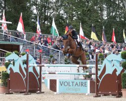 jumper SAM 1116 (Hanoverian, 2013, from Sampras)