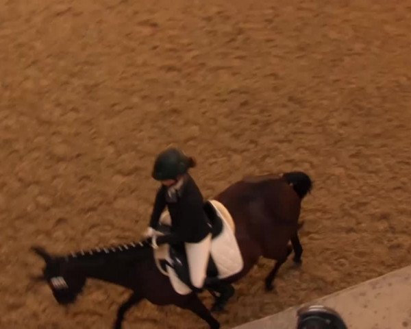 Reitturnier Olfen-Vinnum 2016