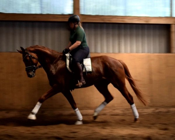 horse ***Nachwuchspferd der Extraklasse***v. Quantensprung (Hanoverian, 2015, from Quantensprung 3)