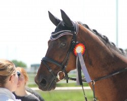 dressage horse Arago a kind of magic (Schlesier, 2013)