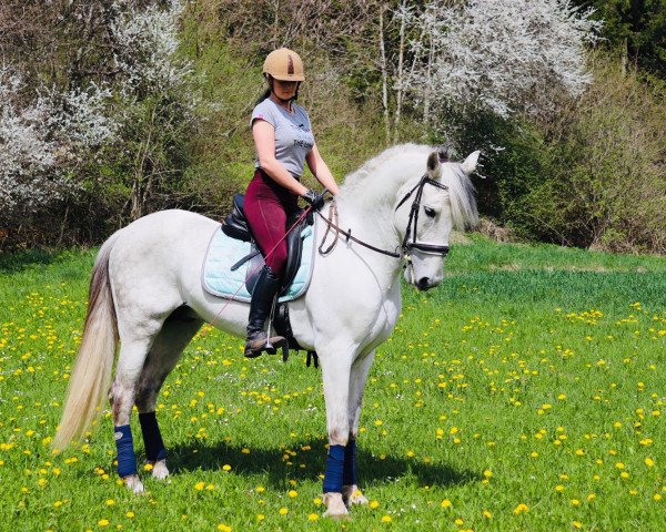 stallion Orion XXXI (Pura Raza Espanola (PRE), 2010, from Zedimir II)