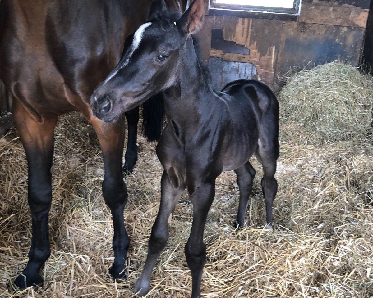 Springpferd Penny de Mariposa (Westfale, 2019, von Poker de Mariposa Tn)