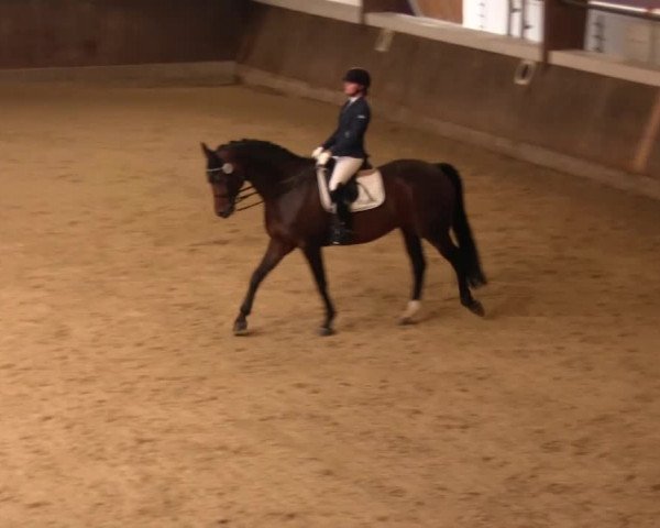 Reitturnier Olfen-Vinnum 2016