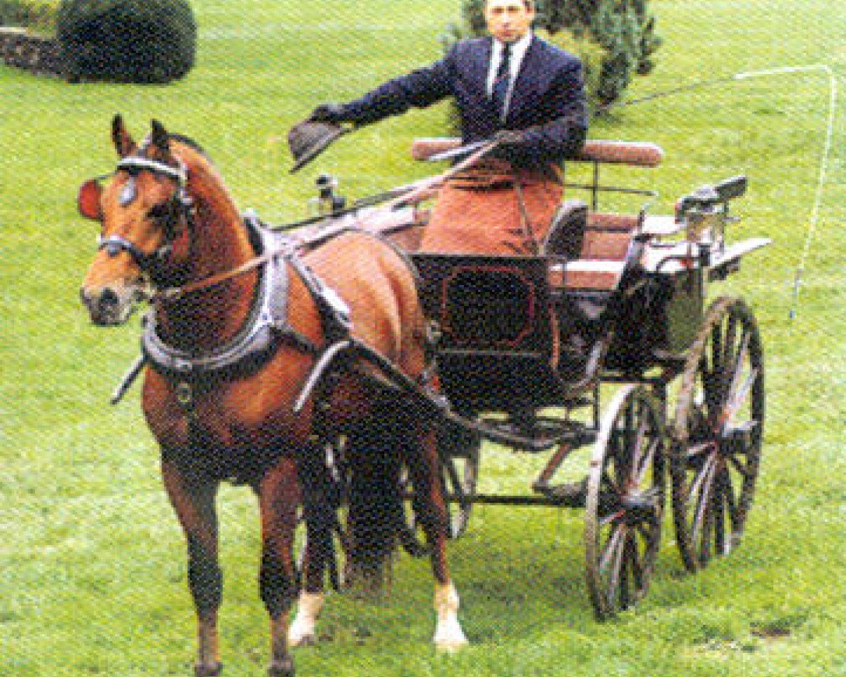 stallion Herkules II (Freiberger, 1995, from Hollywood)