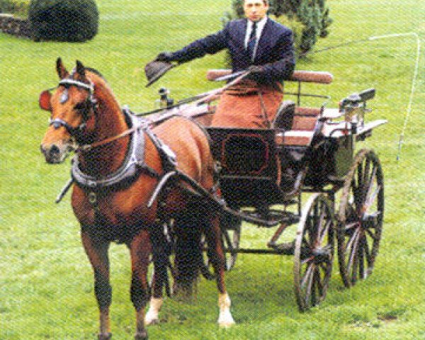 stallion Herkules II (Freiberger, 1995, from Hollywood)