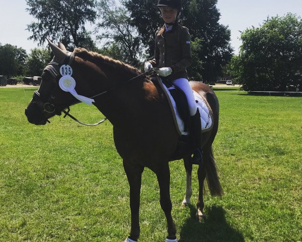 dressage horse Dida 4 (German Riding Pony, 2009, from Fs Disagio)