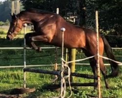 Springpferd Figari Royal (Oldenburger Springpferd, 2015, von Figari)
