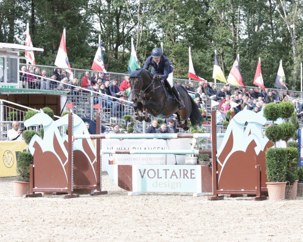 jumper My Moneypenny (Oldenburg show jumper, 2013, from Messenger)