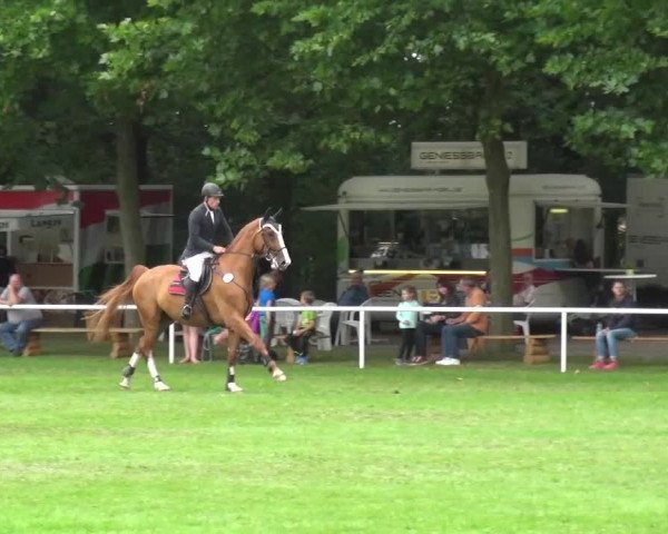 Reitturnier Zobbenitz 2016