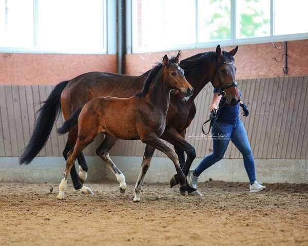 broodmare Elsa (Westphalian, 2019, from Escamillo)