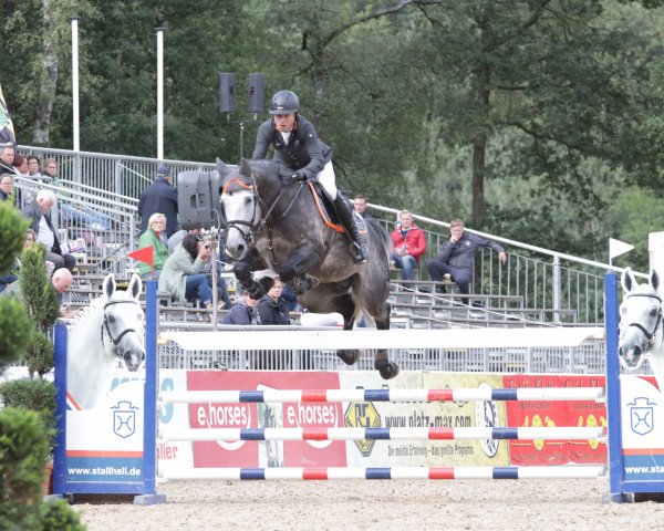 Springpferd H5 Messentus PS (Hannoveraner, 2013, von Messenger)