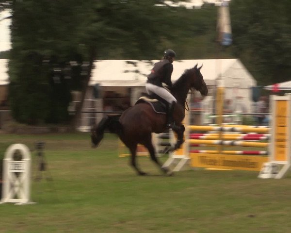 Reitturnier Petershagen-Eldagsen 2016
