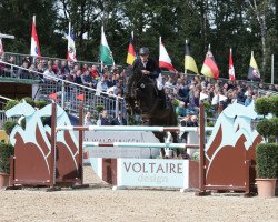 jumper Cartwright 4 (Hanoverian, 2013, from Cador 5)
