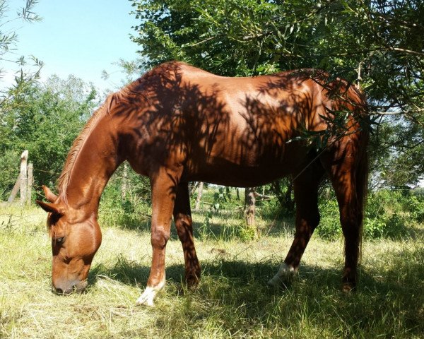 broodmare Desdemona (Hanoverian, 2001, from De Niro)