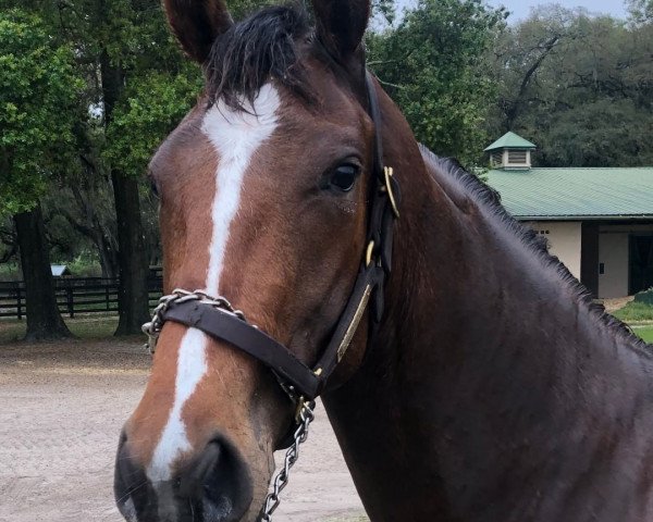horse Scape xx (Thoroughbred, 2017, from War Front xx)