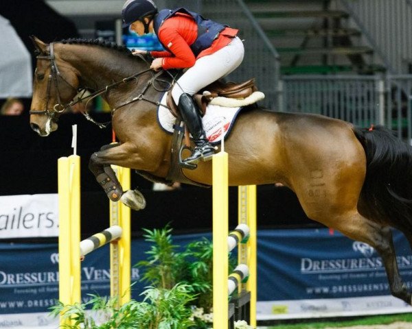 Springpferd Volstrups Caroline (Dänisches Warmblut, 2009, von Churchill)