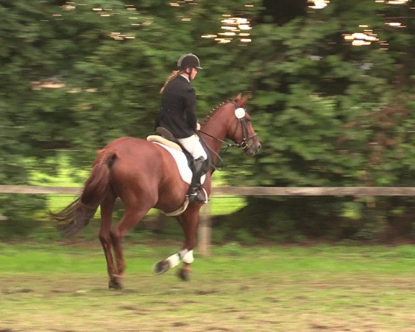 Reitturnier Petershagen-Eldagsen 2016