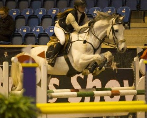 Springpferd Volstrups Cato (Dänisches Warmblut, 2011, von Churchill)