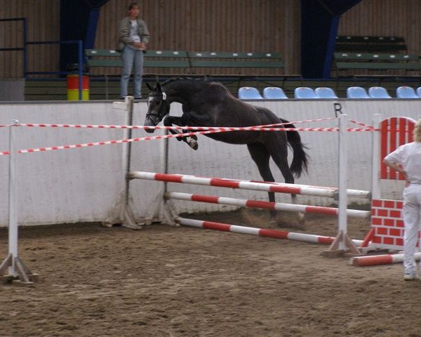 broodmare Volstrups Corona (Danish Warmblood, 2004, from Churchill)