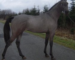 jumper Volstrups Cairo (Danish Warmblood, 2009, from Volstrups Casillas)