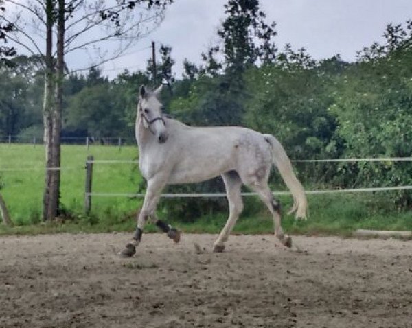 jumper Calabro (Holsteiner, 2006, from Calato)