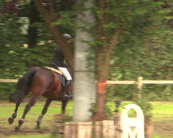Reitturnier Petershagen-Eldagsen 2016