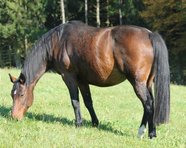 dressage horse Carlotta (Hanoverian, 2004, from Contendro I)