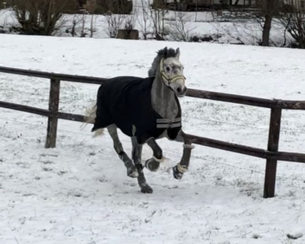 Springpferd Lumbazi B (Hannoveraner, 2013, von Larius W)