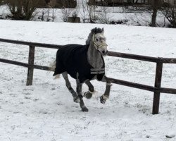 jumper Lumbazi B (Hanoverian, 2013, from Larius W)