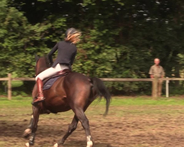 Reitturnier Petershagen-Eldagsen 2016