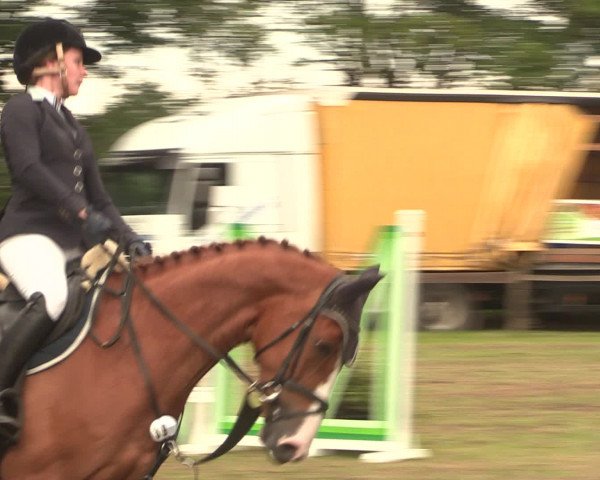 Reitturnier Petershagen-Eldagsen 2016