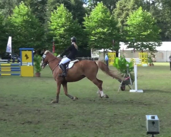 Reitturnier Zobbenitz 2016