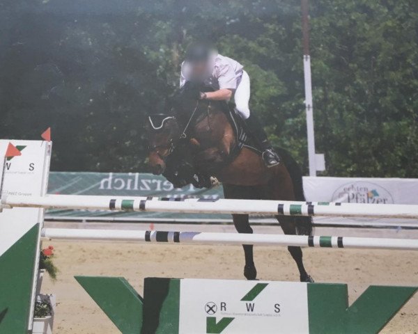 broodmare Ratina Queen Z (Oldenburg show jumper, 2001, from Quick Star)