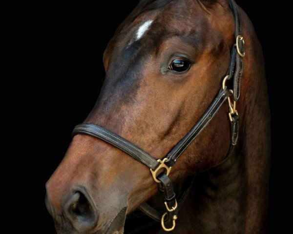 Pferd Captain Knollo (Holsteiner, 2017, von Cornetino 231 FIN)