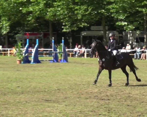Reitturnier Zobbenitz 2016