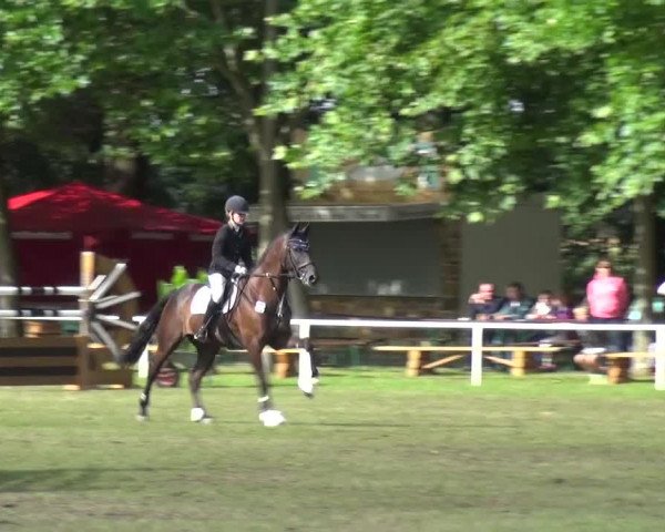 Reitturnier Zobbenitz 2016