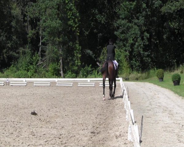 Reitturnier Olfen-Vinnum 2016