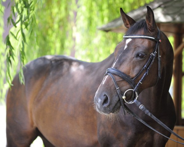 dressage horse Carlos 658 (Westphalian, 2006, from Cadeau des Dieux)
