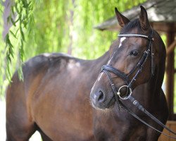 dressage horse Carlos 658 (Westphalian, 2006, from Cadeau des Dieux)