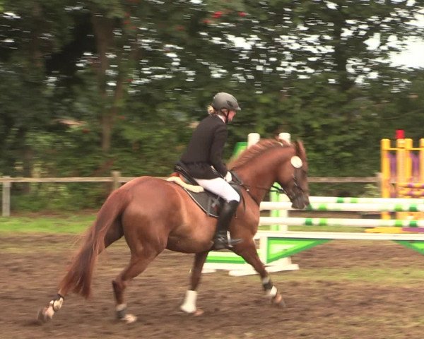 Reitturnier Petershagen-Eldagsen 2016