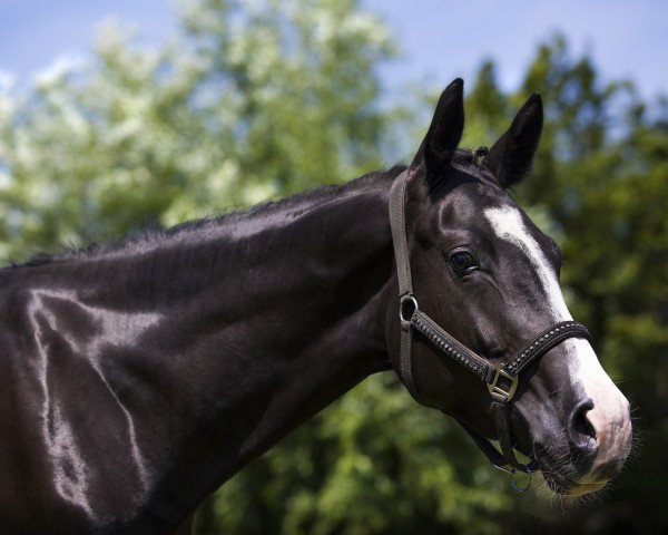 horse Luxury Edition (Westphalian, 2016, from Lord Leopold 7)