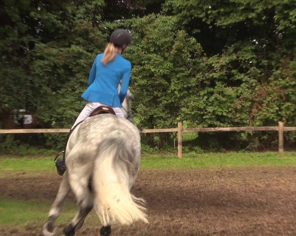 Reitturnier Petershagen-Eldagsen 2016