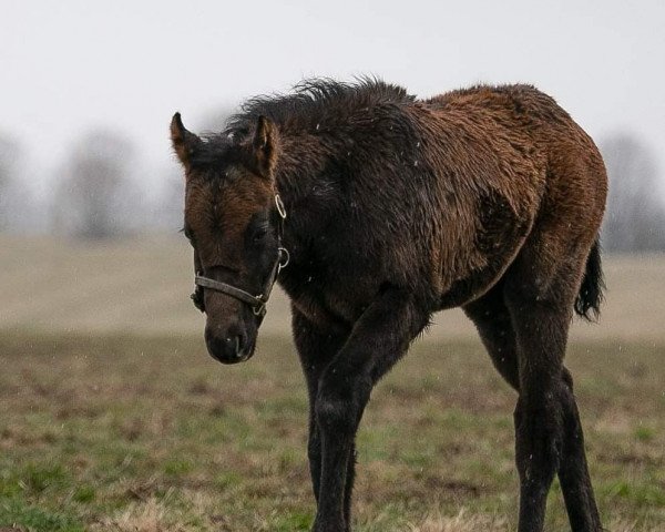 Pferd Bones xx (Englisches Vollblut, 2019, von Arrogate xx)