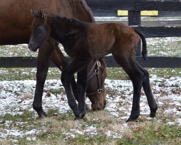 horse Stute von Arrogate xx (Thoroughbred, 2019, from Arrogate xx)