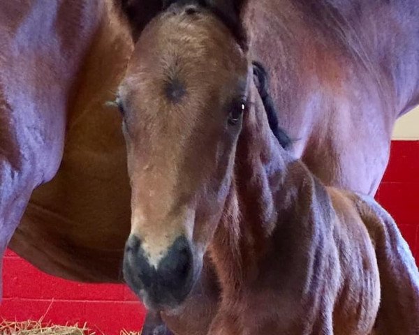 horse Hengst von Arrogate xx (Thoroughbred, 2019, from Arrogate xx)