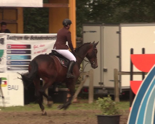 Reitturnier Petershagen-Eldagsen 2016
